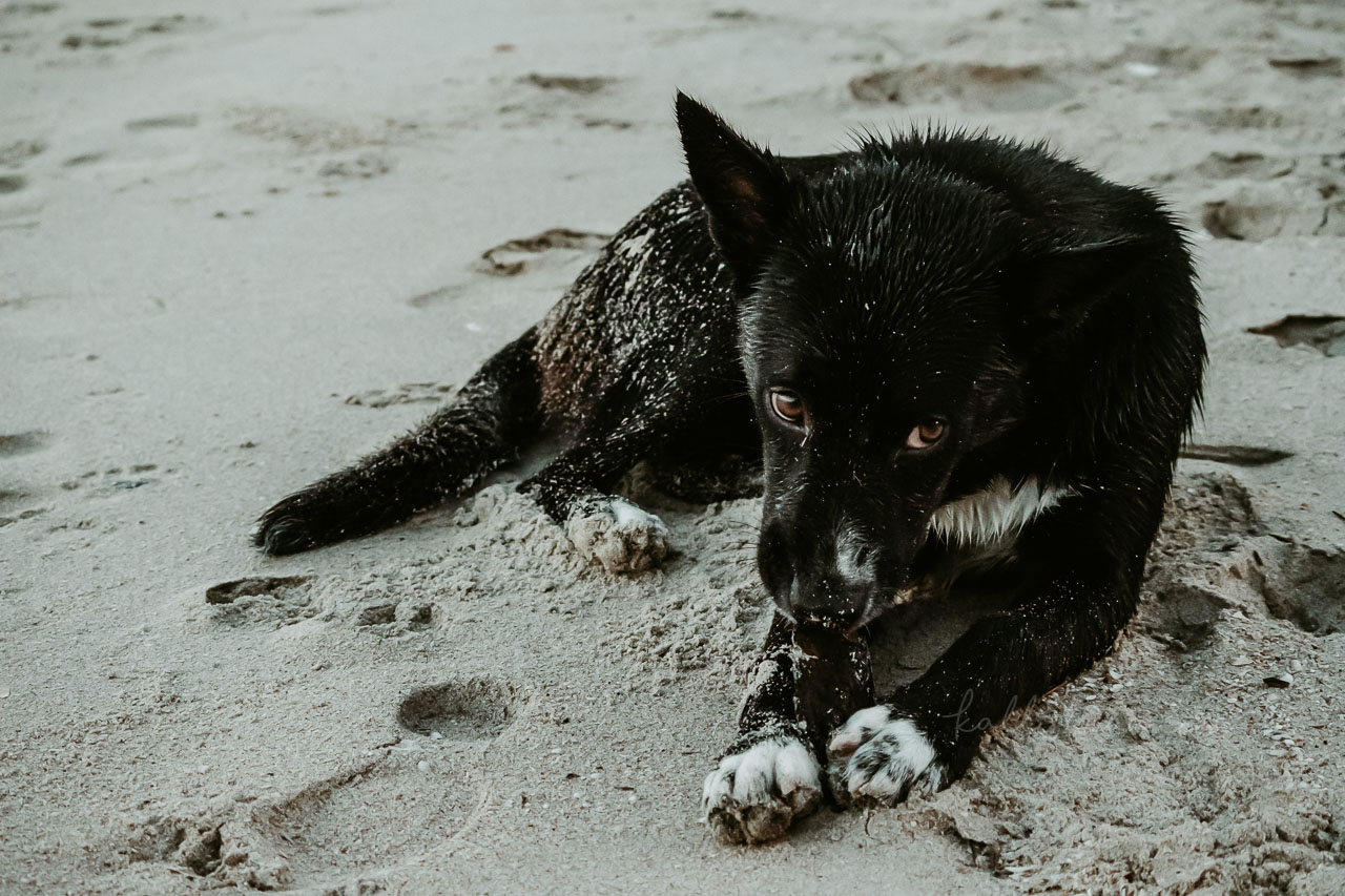 Comment photographier les animaux en voyage ? Techniques et réglages de prise de vue - Kallisteha, voyages et vérités - @the_kallisteha