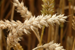 huille vegetale germe de blé